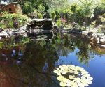 greyton business fiore garden centre nursery dam